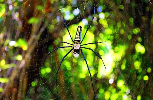 Web 2.0