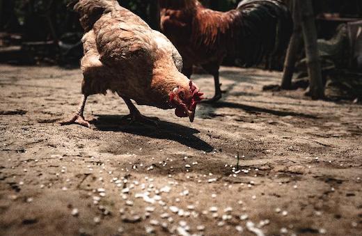 L'oeuf et la poule du changement sociétal / technologique
