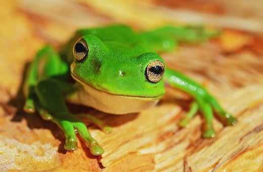 Transformation digitale des experts comptables : le syndrome de la grenouille