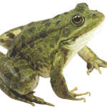 grenouille