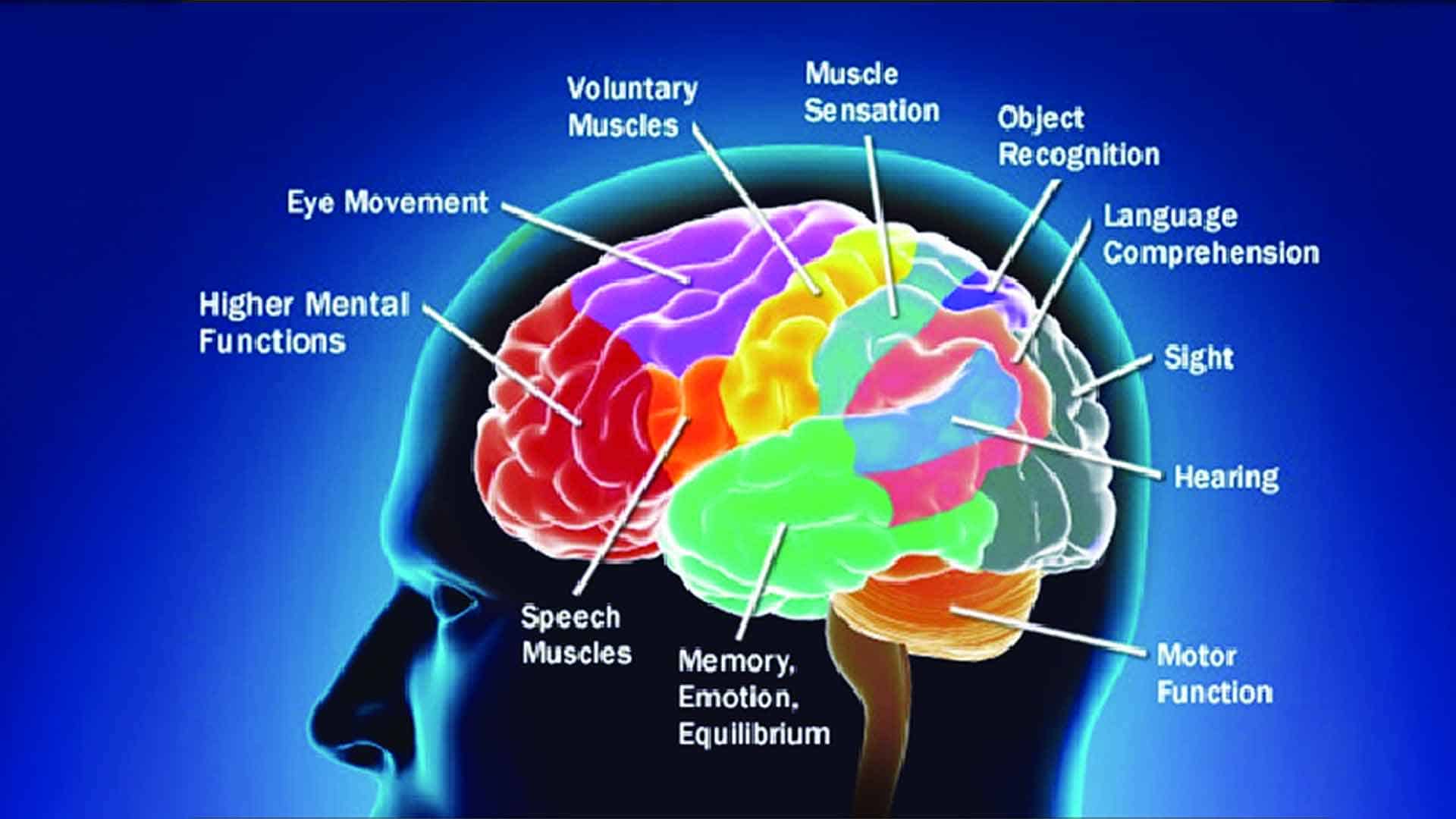 Neurosciences et relation client : mieux comprendre les consommateurs pour mieux les servir.